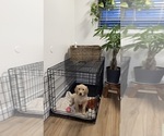 Small Golden Retriever