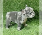 Small Photo #7 French Bulldog Puppy For Sale in FISHER ISLAND, FL, USA
