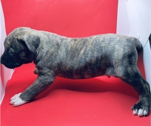 American Pit Bull Terrier Puppy for sale in EAST HAZEL CREST, IL, USA
