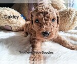 Puppy Oakley Goldendoodle (Miniature)