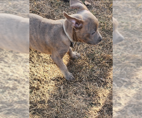 Medium Photo #3 Labrador Retriever-Unknown Mix Puppy For Sale in MIDWAY, UT, USA