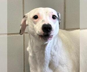 Pointer Dogs for adoption in San Antonio, TX, USA