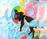 Small Labrador Retriever Mix