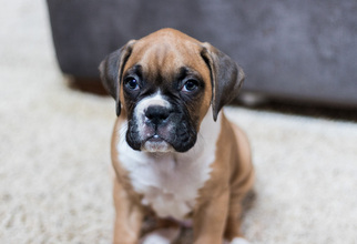 Boxer Puppy for sale in KELLER, TX, USA