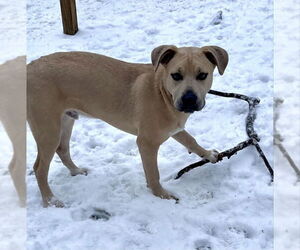 Huskies -Unknown Mix Dogs for adoption in Wyoming, MI, USA