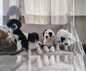 Sheepadoodle Litter for sale in GRAND RAPIDS, MI, USA