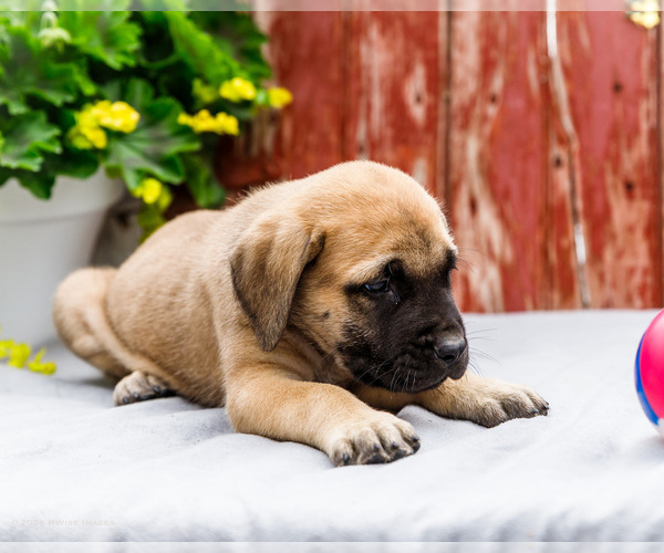 Medium Photo #4 Mastiff Puppy For Sale in WAKARUSA, IN, USA