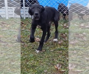 Great Dane Puppy for sale in SPRAGGS, PA, USA