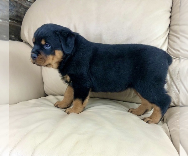 Medium Photo #2 Rottweiler Puppy For Sale in BRIGHTON, CO, USA