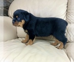 Small Photo #2 Rottweiler Puppy For Sale in BRIGHTON, CO, USA