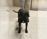Small American Pit Bull Terrier Mix