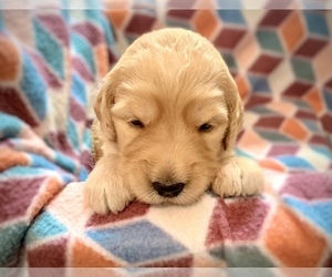 Goldendoodle Puppy for Sale in SILVER CREEK, Georgia USA