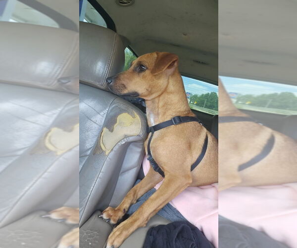 Medium Photo #2 Unknown-Whippet Mix Puppy For Sale in Cromwell, KY, USA