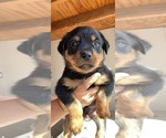 Small Photo #16 Rottweiler Puppy For Sale in OAK GLEN, CA, USA