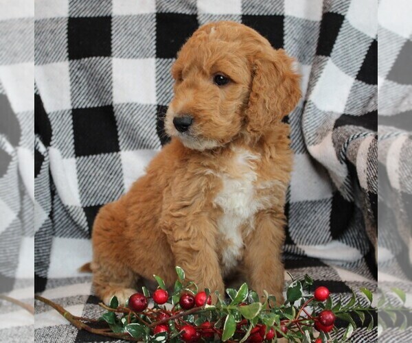 Medium Photo #3 Goldendoodle-Poodle (Standard) Mix Puppy For Sale in LEOLA, PA, USA