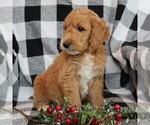 Small Photo #3 Goldendoodle-Poodle (Standard) Mix Puppy For Sale in LEOLA, PA, USA