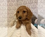 Small Photo #2 Dachshund Puppy For Sale in BUCHANAN, GA, USA