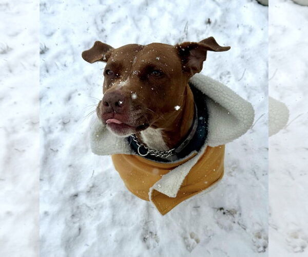 Medium Photo #1 Mutt Puppy For Sale in Landenberg, PA, USA