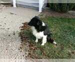 Small Photo #1 Border Collie Puppy For Sale in BLOOMINGTON, WI, USA