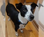 Small #2 Mutt