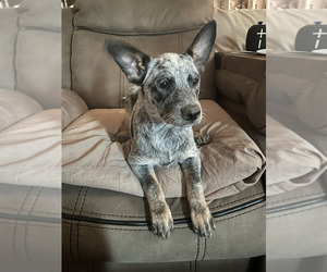Australian Cattle Dog Dog for Adoption in RIVERSIDE, California USA