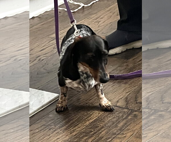 Medium Photo #5 Dachshund Puppy For Sale in Shelbyville, TN, USA