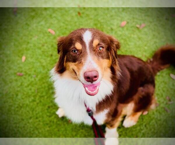 Medium Photo #1 Australian Shepherd Puppy For Sale in Orlando, FL, USA