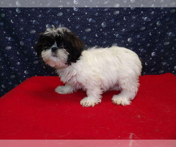 Medium Photo #14 Shih Tzu Puppy For Sale in PATERSON, NJ, USA