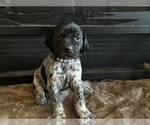 Puppy Dark purple German Shorthaired Pointer