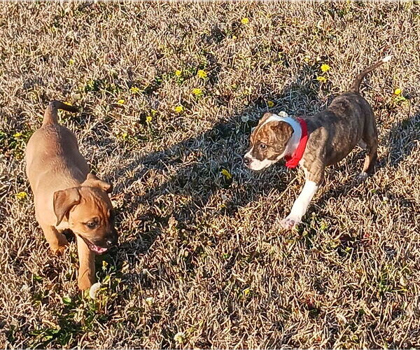 Medium Photo #3 Retriever -Unknown Mix Puppy For Sale in Holly Springs, NC, USA
