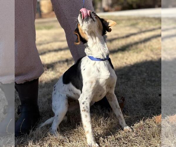 Medium Photo #3 Raggle Puppy For Sale in Yardley, PA, USA