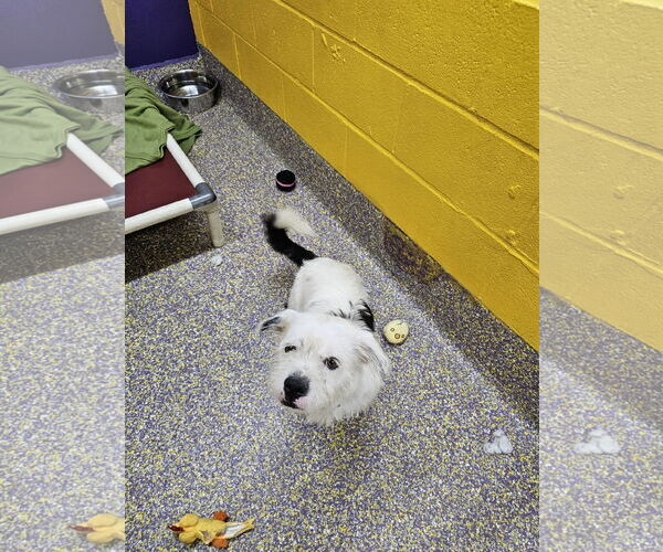 Medium Photo #2 Shih Tzu-Unknown Mix Puppy For Sale in Metairie, LA, USA