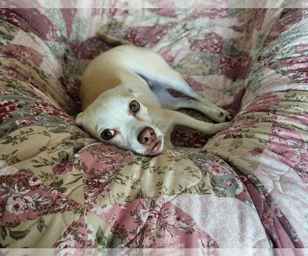 Medium Photo #11 Chihuahua-Unknown Mix Puppy For Sale in Plymouth, MN, USA