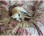 Small #10 Chihuahua Mix