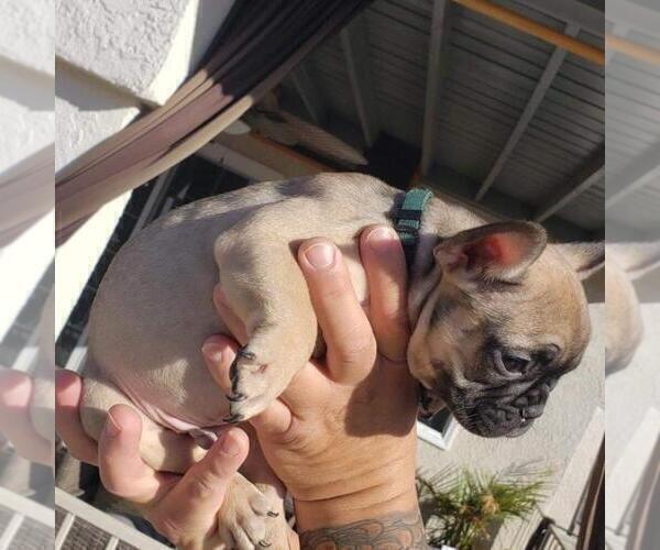 Medium Photo #5 French Bulldog Puppy For Sale in VICTORVILLE, CA, USA