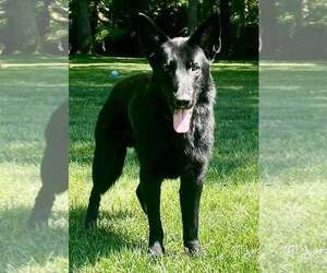ASHER - Male German Shepherd Dog-Unknown Mix Dog for Adoption - Photo #3