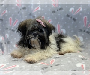 Havanese Puppy for Sale in LAKELAND, Florida USA