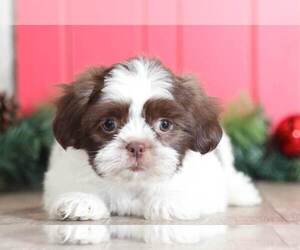 Shih Tzu Puppy for sale in MOUNT VERNON, OH, USA