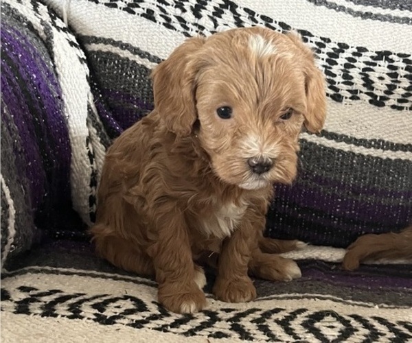 Medium Photo #1 Cavapoo Puppy For Sale in KALONA, IA, USA