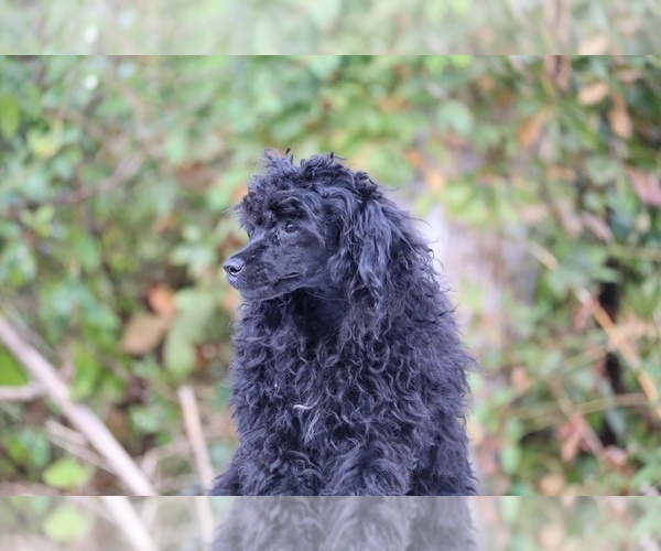 Medium Photo #47 Poodle (Toy) Puppy For Sale in DYERSBURG, TN, USA