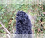 Small #46 Poodle (Toy)