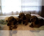 Small Photo #4 Dachshund Puppy For Sale in GARDEN GROVE, CA, USA