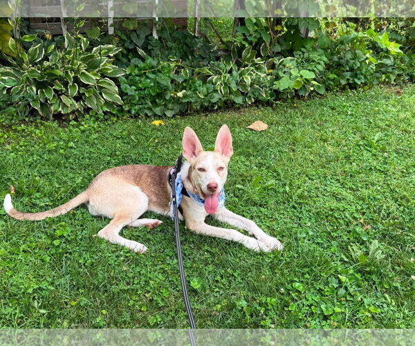 Medium Photo #3 Siberian Husky-Unknown Mix Puppy For Sale in Germantown, OH, USA
