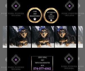 Dachshund Puppy for sale in WARSAW, IN, USA