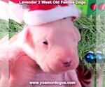 Small Photo #62 Dogo Argentino Puppy For Sale in PINEVILLE, MO, USA