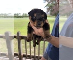 Small Photo #10 Rottweiler Puppy For Sale in SYLVANIA, AL, USA