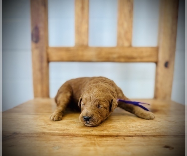 Medium Photo #7 Goldendoodle (Miniature) Puppy For Sale in SAINT JAMES, MO, USA