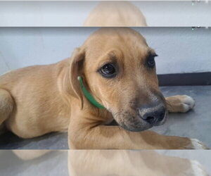 Cheeto - Male Labrador Retriever-Unknown Mix Dog for Adoption - Photo #3