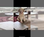 Small Photo #8 Goldendoodle Puppy For Sale in RATHDRUM, ID, USA