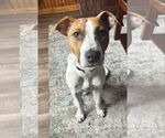 Small #2 American Pit Bull Terrier-Labrador Retriever Mix
